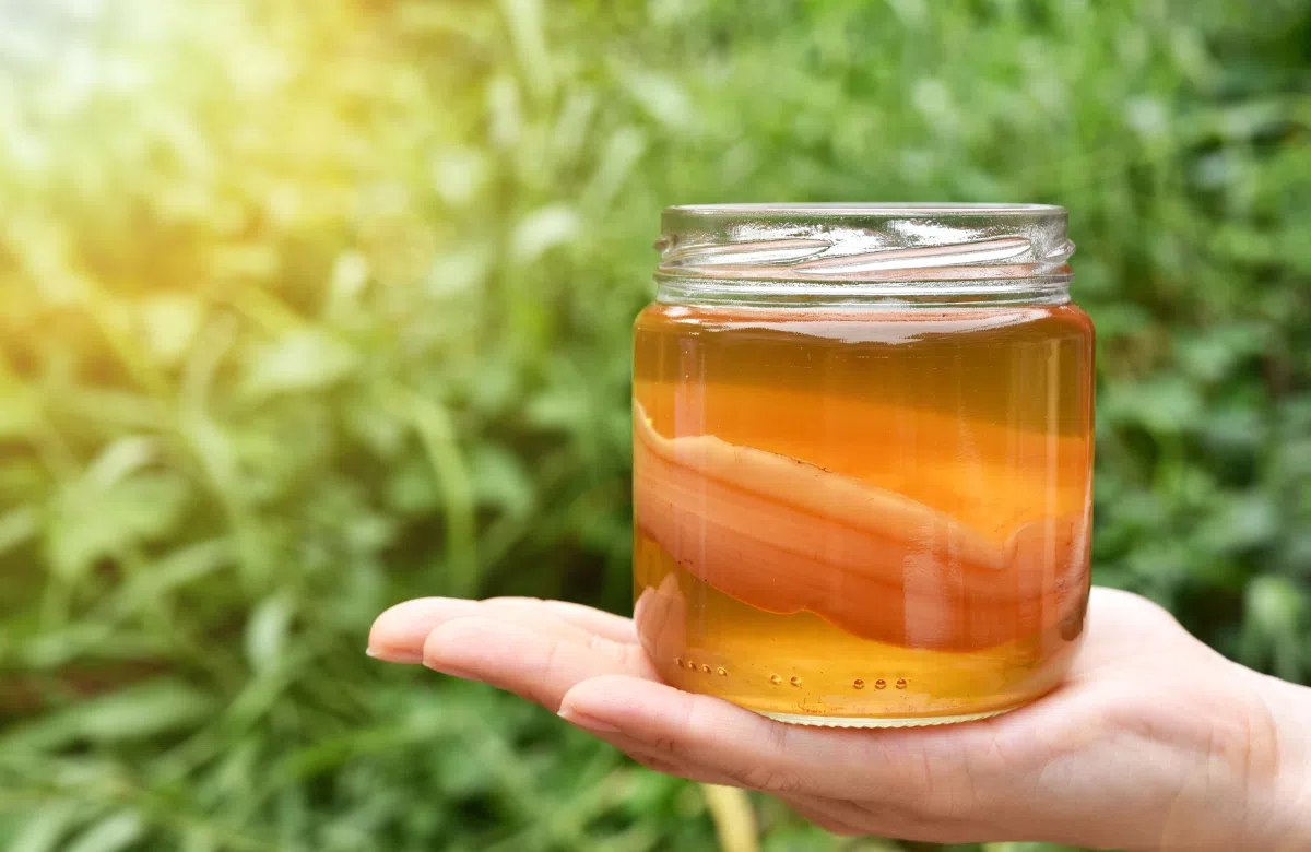 Hướng dẫn cách nuôi Scoby tại nhà