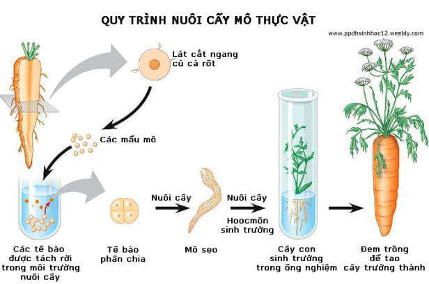 Lý thuyết Sinh 10 Chân trời sáng tạo Bài 21: Công nghệ tế bào