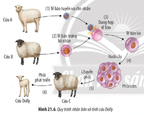 Lý thuyết Sinh 10 Chân trời sáng tạo Bài 21: Công nghệ tế bào