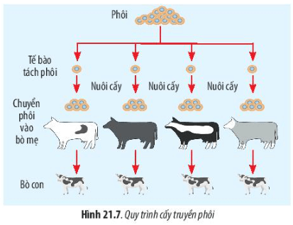 Lý thuyết Sinh 10 Chân trời sáng tạo Bài 21: Công nghệ tế bào