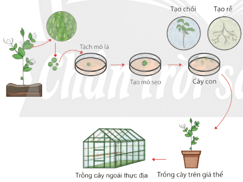 Lý thuyết Sinh 10 Chân trời sáng tạo Bài 21: Công nghệ tế bào