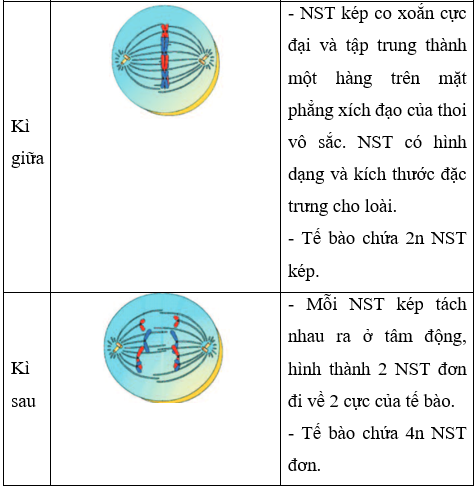 Lý thuyết Sinh học 9 Bài 9: nguyên phân (ảnh 1)