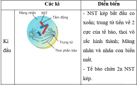 Lý thuyết Sinh học 9 Bài 9: nguyên phân (ảnh 1)