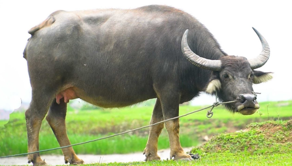 Sinh năm 1961 là mang cầm tinh con trâu