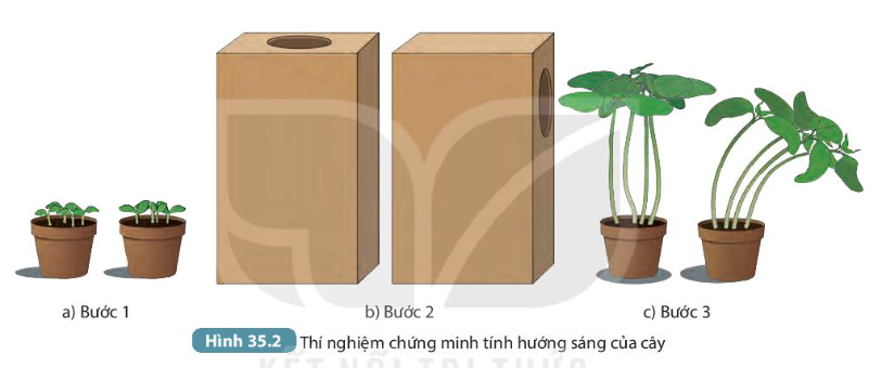 Bài 35. Thực hành: Cảm ứng ở sinh vật trang 145, 146, 147 Khoa học tự nhiên 7 - Kết nối tri thức</>