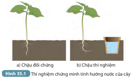 Bài 35. Thực hành: Cảm ứng ở sinh vật trang 145, 146, 147 Khoa học tự nhiên 7 - Kết nối tri thức</>