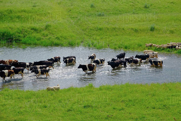 sữa tươi nguyên kem meadow fresh hộp 1 lít