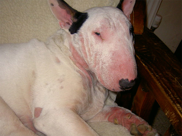 bull-terrier-bi-viem-da