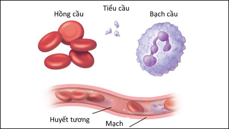 Hiến máu giúp tái tạo tế bào máu mới