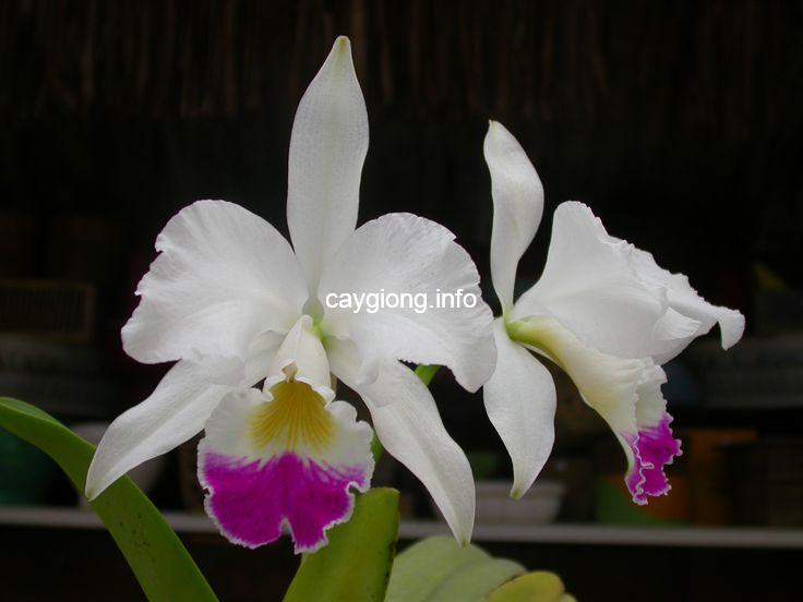 Hình ảnh hoa lan Cattleya