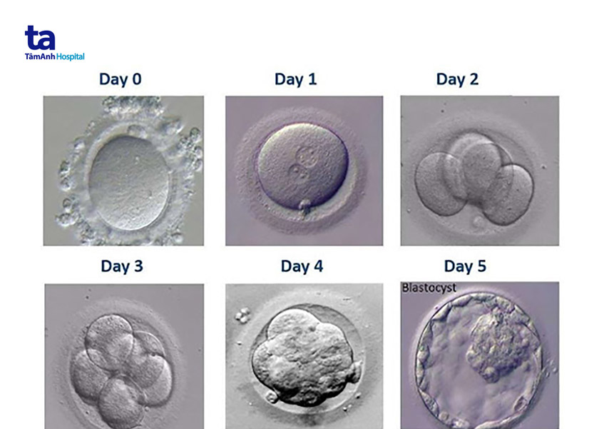 hình ảnh phôi thai được phân chia theo ngày