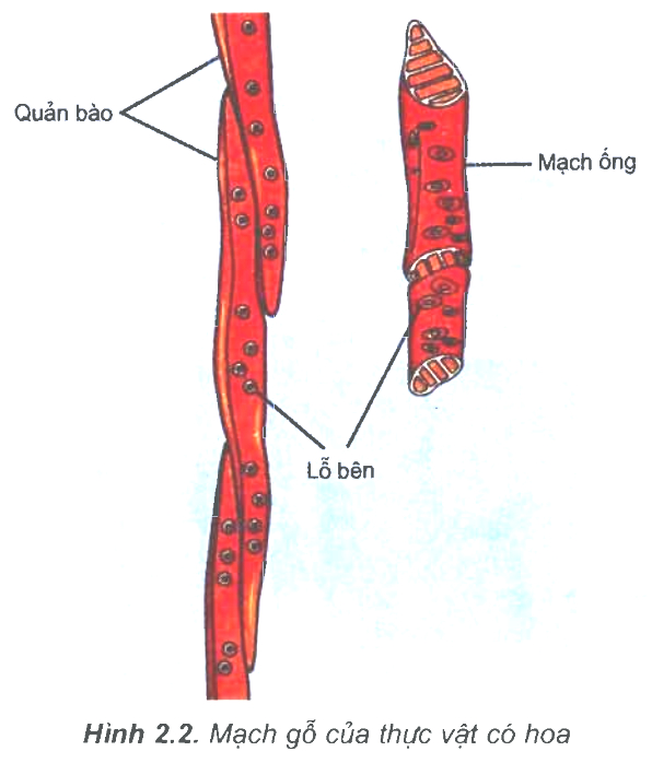 Cấu tạo của mạch gỗ - thành phần tham gia vận chuyển các chất trong cây