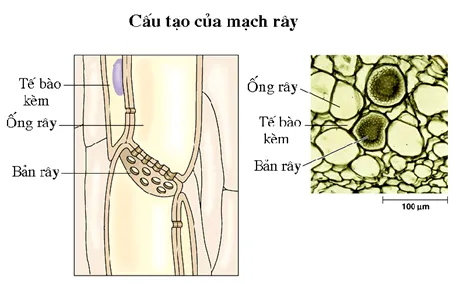 Cấu tạo của mạch rây - thành phần tham gia vận chuyển các chất trong cây