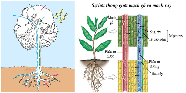 Sự lưu thông giữa mạch gỗ và mạch rây trong quá trình vận chuyển các chất trong cây