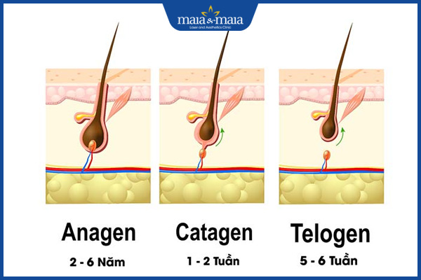 chu kỳ phát triển của tóc