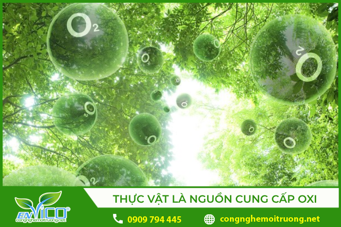 Vai trò của thực vật là cung cấp thức ăn cho động vật