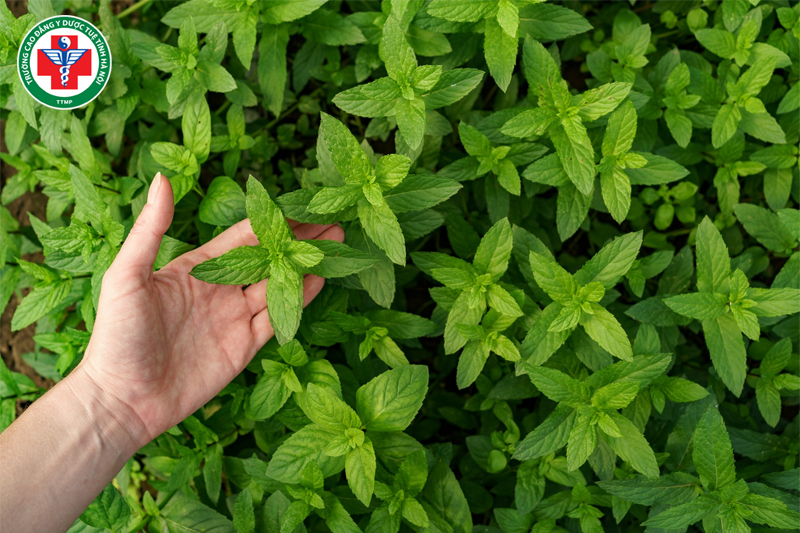 Trong tiếng Anh chuyên ngành Dược, thảo dược là “herb”