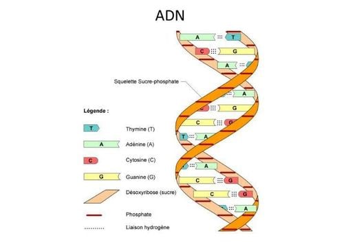 Đột biến DNA là nguyên nhân gây ung thư