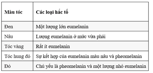 Eumelanin và Pheomelanin: Hai melanin quyết định màu tóc của bạn