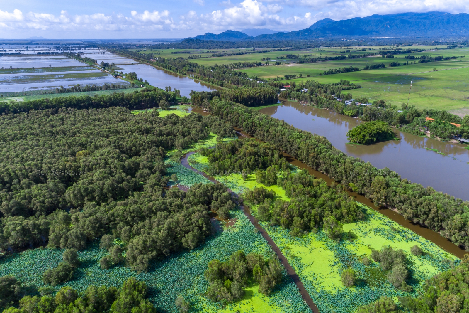 Rừng tràm Trà Sư - điểm đến tour An Giang cực kỳ nổi tiếng hiện nay.