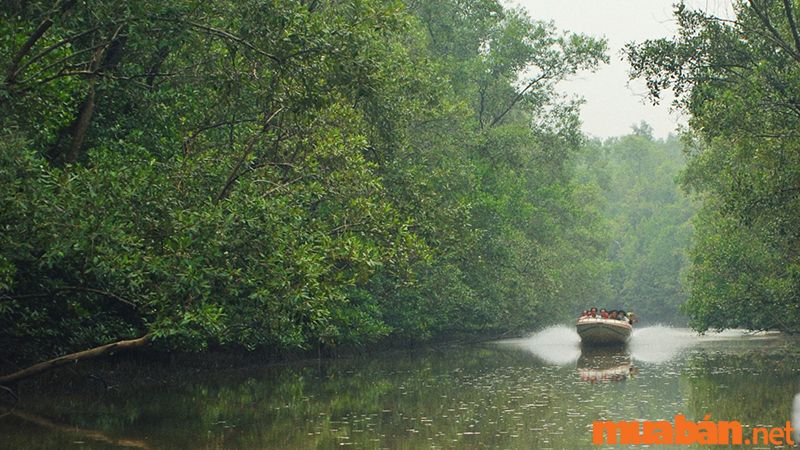 Cà Mau có gì chơi - Khám phá rừng đước đất mũi lớn thứ 2 thế giới với hệ sinh thái đa dạng