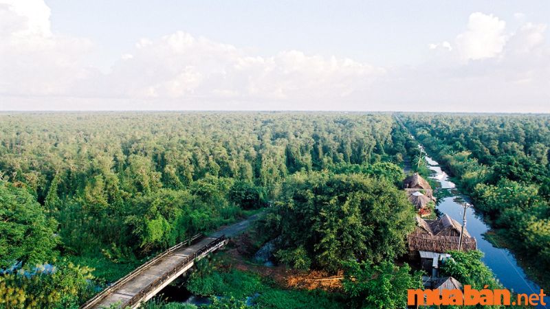 Cà Mau có gì chơi - Đến vườn quốc gia U Minh Hạ để thử cảm giác dạo quanh khu rừng nguyên sơ bao phủ bởi hàng ngàn cây xanh