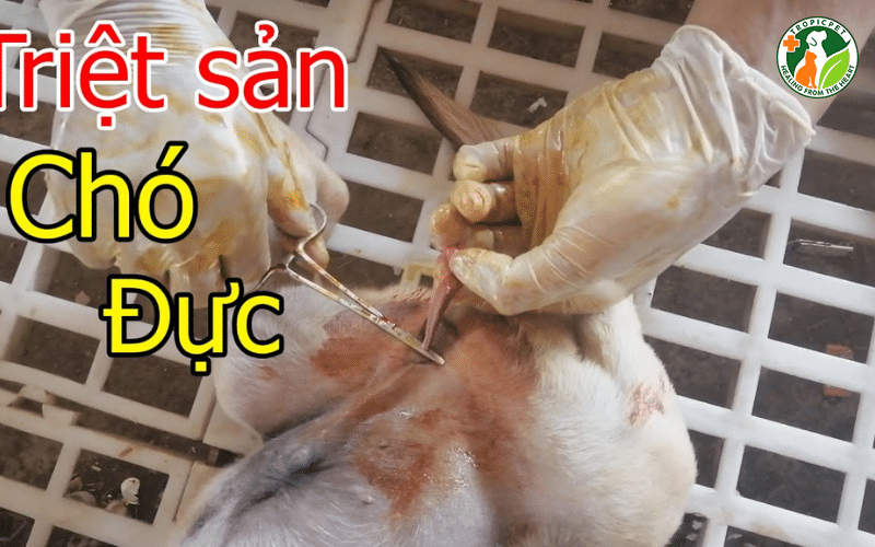 Triệt sản chó đực