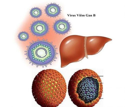 Hình ảnh virus gây bệnh viêm gan B siêu vi