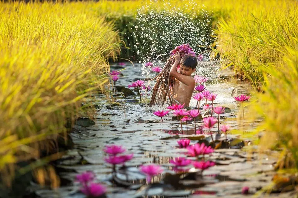 Mùa súng nở rộ cũng là thời điểm những cô cậu bé được nghỉ hè, tận hưởng niềm vui của tuổi thơ bên gia đình. Chúng vui đùa và phụ giúp bố mẹ thu hoạch những cánh hoa súng. Xung quanh là ánh vàng ươm của cánh đồng lúa chín hòa quyện cùng sắc hồng của hoa súng, tạo nên một bức tranh thiên nhiên tuyệt đẹp