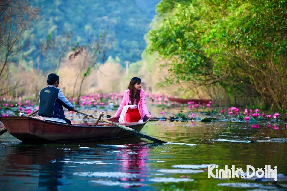 Ngoài miền Tây thì Suối Yến - một địa danh ở TP. Hà Nội cũng đang thu hút hàng nghìn người về thăm mỗi khi mùa súng nở (Nguồn: Kinh tế Đô thị)