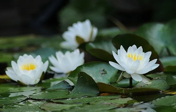 Ý nghĩa của hoa súng màu trắng