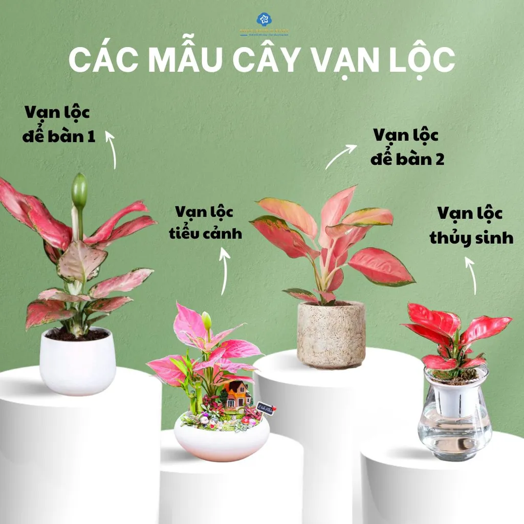 Với vẻ đẹp lôi cuốn và cuốn hút, cây Vạn lộc đỏ làm cho mỗi khu vườn trở nên nổi bật và ấn tượng