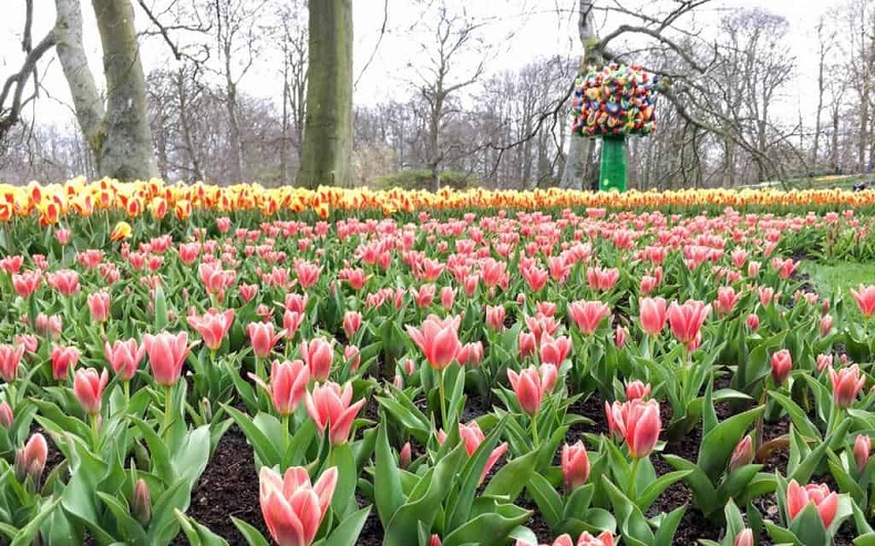 Vườn hoa Keukenhof nằm ở thị trấn Lisse không xa thủ đô Amsterdam