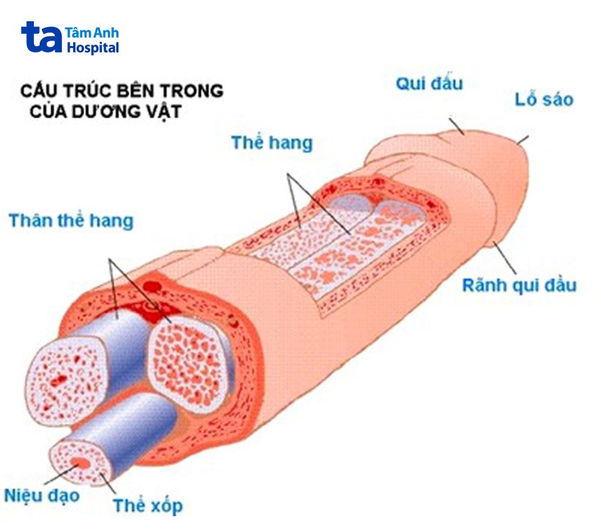 Thể hang dương vật