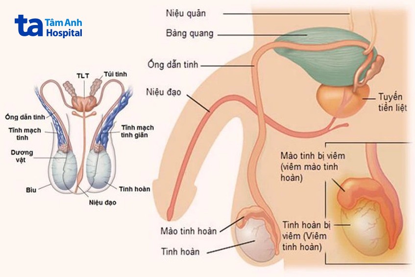 cấu tạo bên trong của dương vật