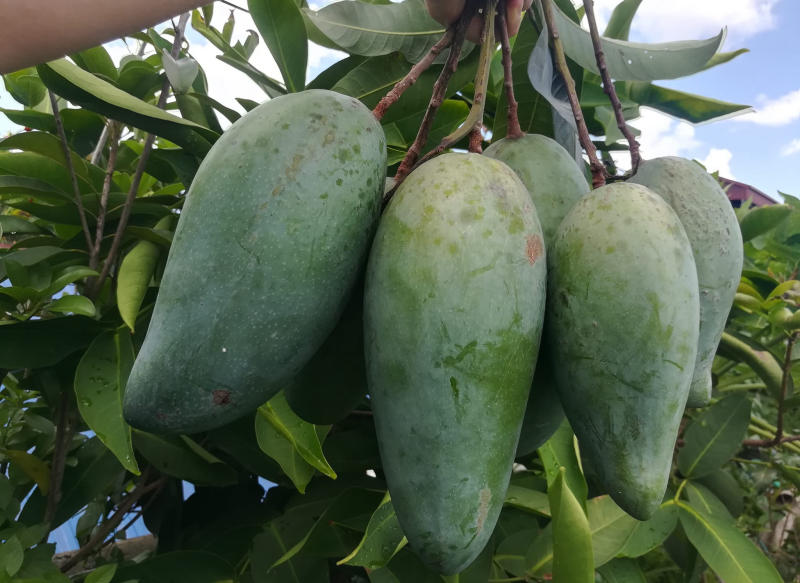 100g xoài bao nhiêu calo? Ăn xoài có giảm cân không?