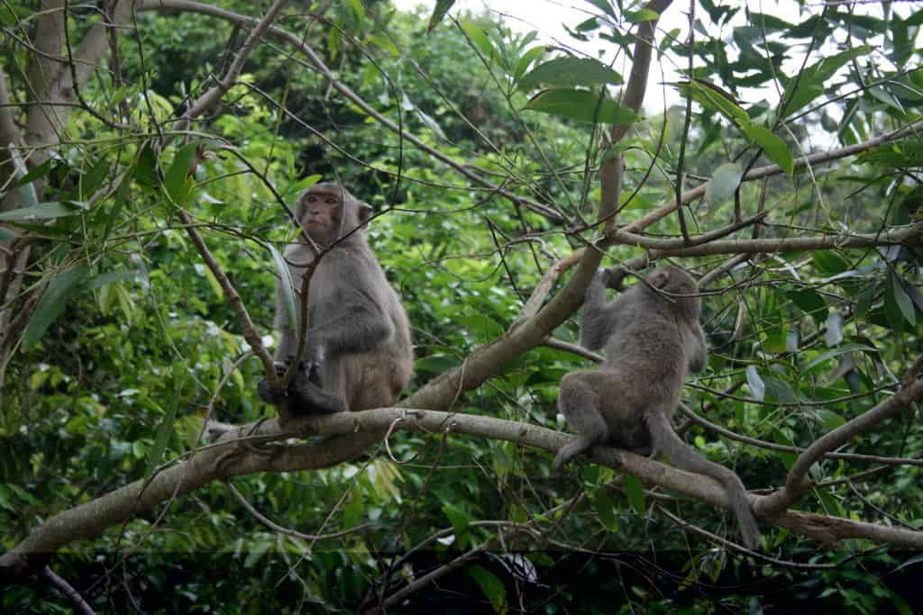 Xuan Son National Park Fauna