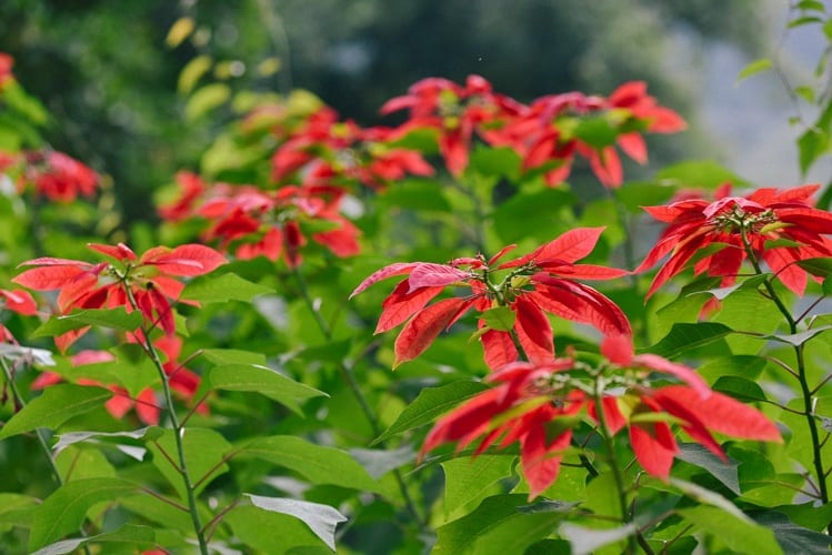 Xuan Son National Park Flower