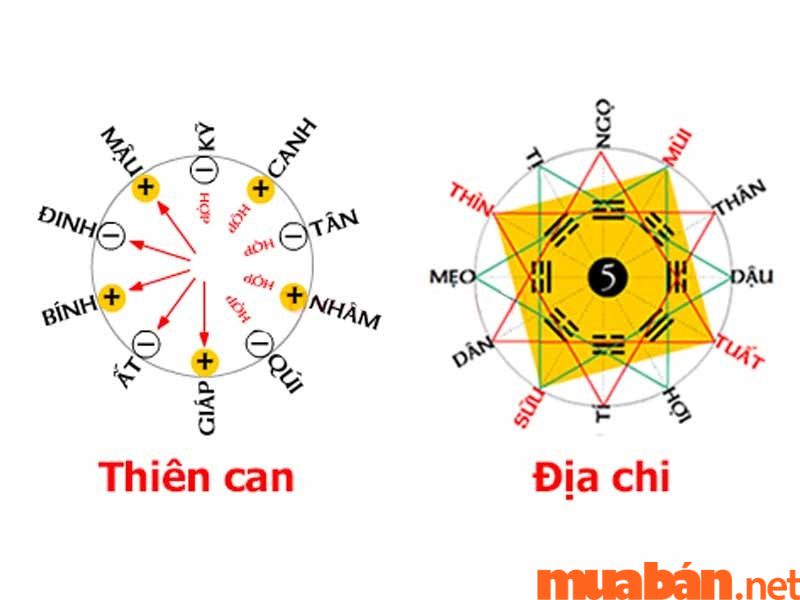 tuổi Đinh Sửu năm 2023 nam mạng theo can chi ngũ hành