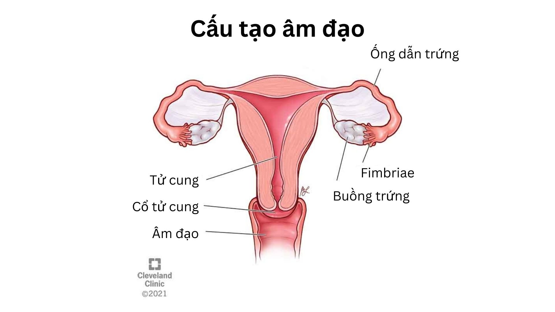 cấu tạo âm đạo