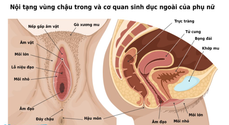 Cấu tạo giải phẫu bên trong bộ phận sinh dục nữ (3d)