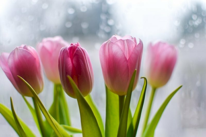 Hoa tulip mang màu sắc của sự đam mê, táo bạo nhưng cũng không kém phần quyến rũ phù hợp tính cách tự tin, năng động và khá bốc đồng của Bạch Dương