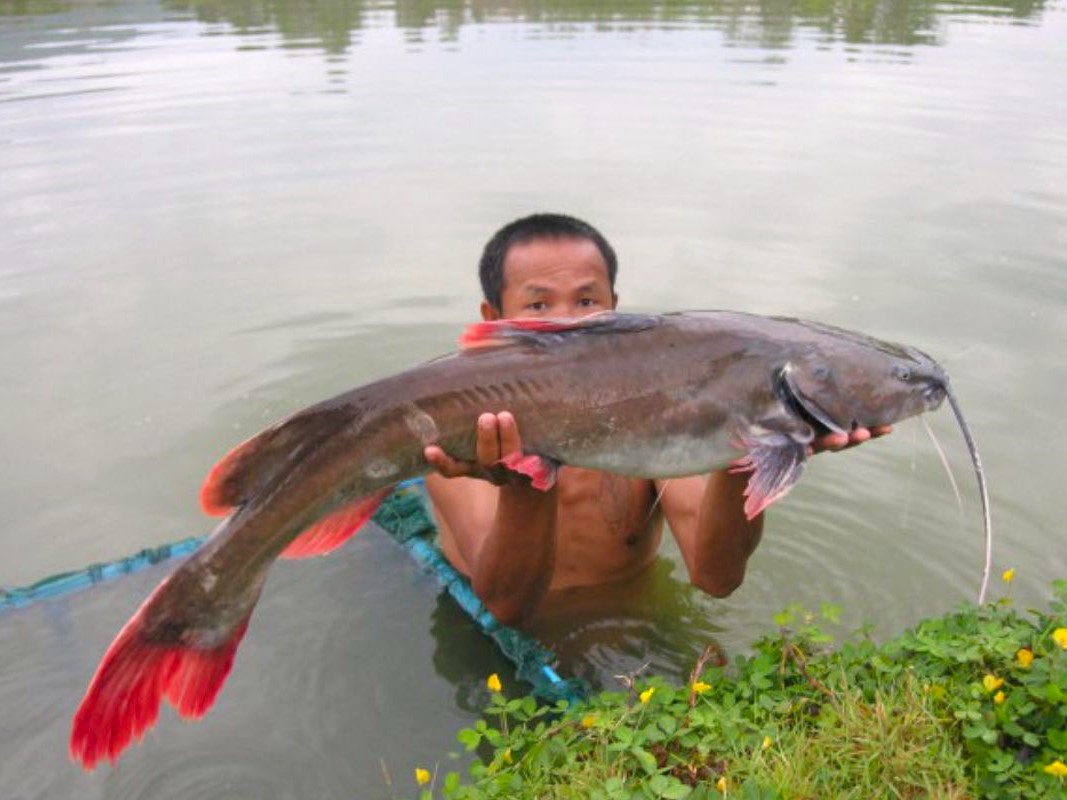 Cá lăng - món quà quý vùng sông nước