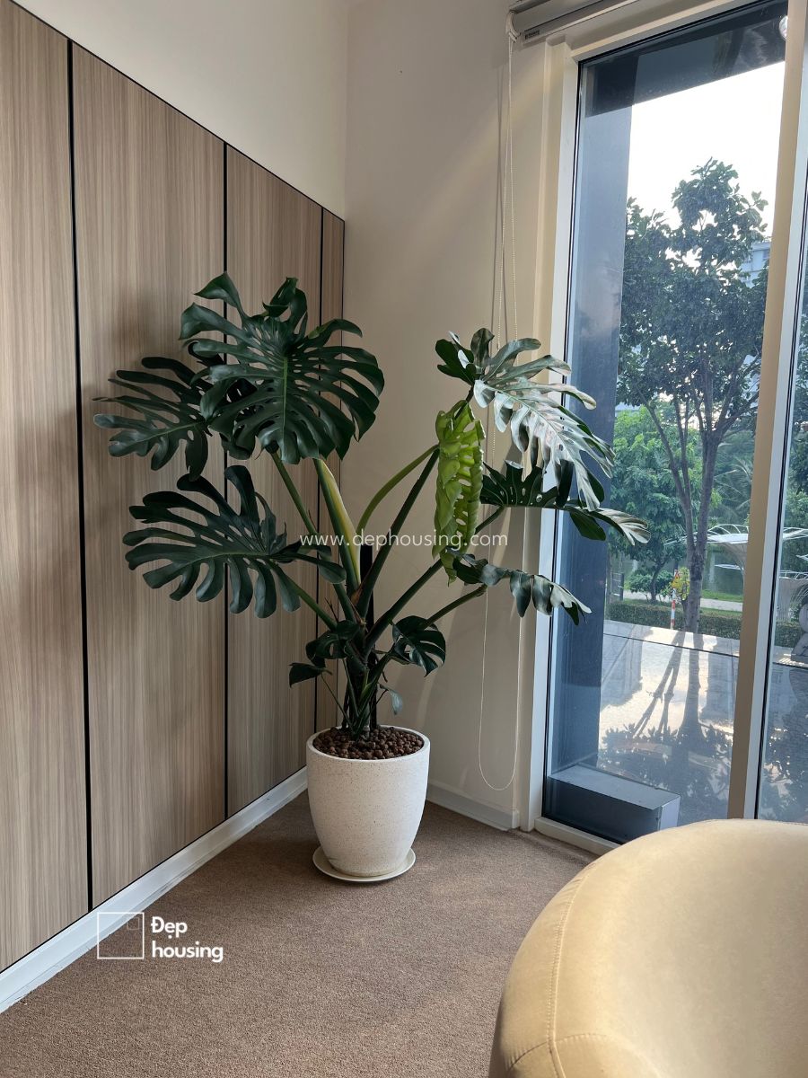 Monstera cao 1m7 chậu đá mài trắng