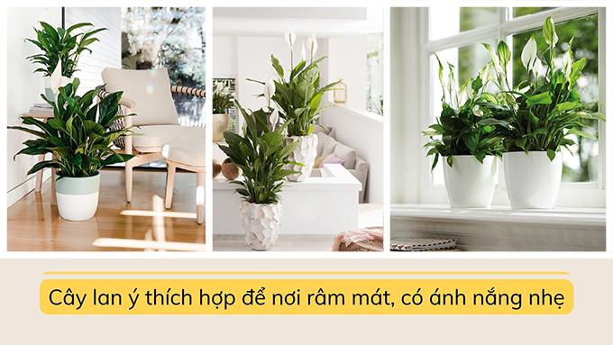 Cây lan ý: Đặc điểm, ý nghĩa, cách trồng và cách chăm sóc - 6