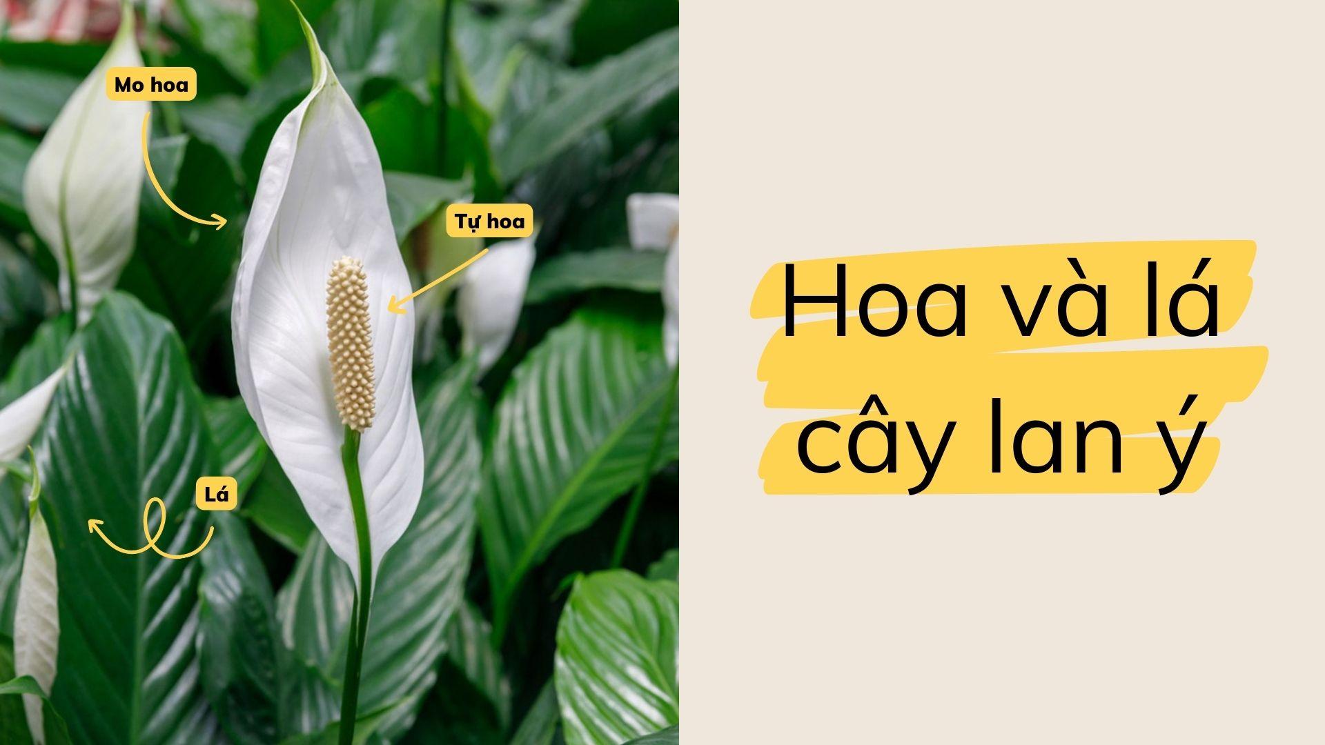 Cây lan ý: Đặc điểm, ý nghĩa, cách trồng và cách chăm sóc - 2