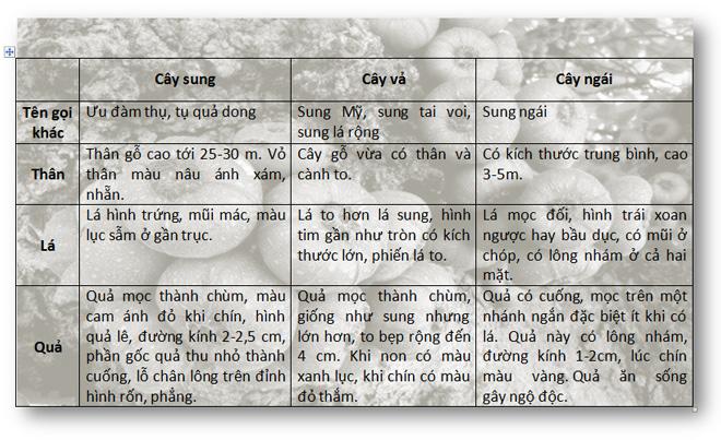 Cây quen thuộc mà dân mạng lại tranh cãi dữ dội, 90% trả lời sai: Là sung, vả hay ngái? - 5