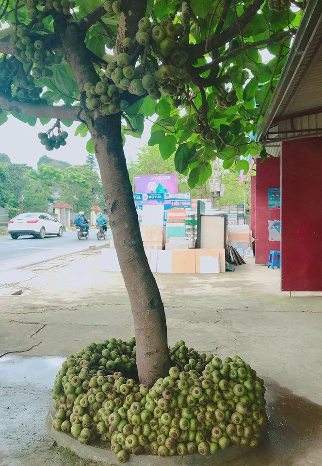 Cây quen thuộc mà dân mạng lại tranh cãi dữ dội, 90% trả lời sai: Là sung, vả hay ngái? - 1