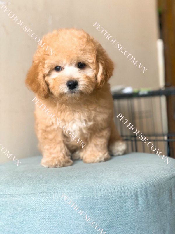 Chó Poodle tại PetHouse