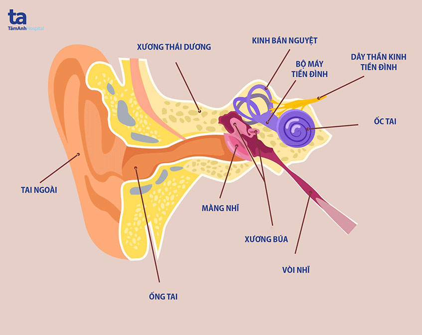 Cấu tạo giải phẫu cơ quan tiền đình